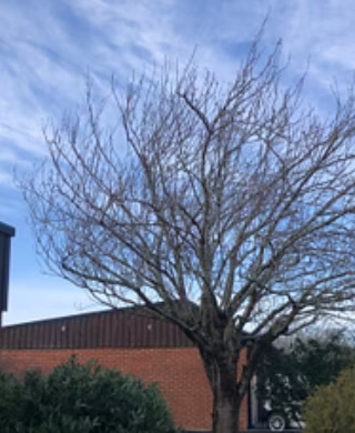 Trädvård projekt i Skåne