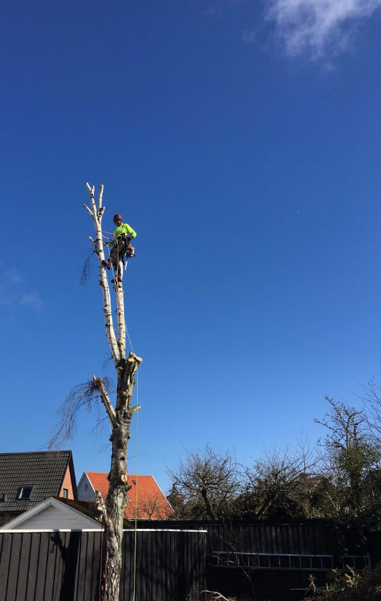 Arborist utför trädfällning i Skåne