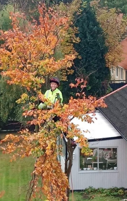 Trädgårdsmästare beskär träd på hösten